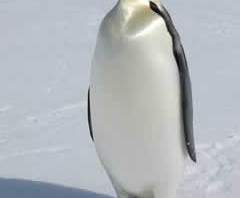 penguin 2.1 anti spam GOOGLE